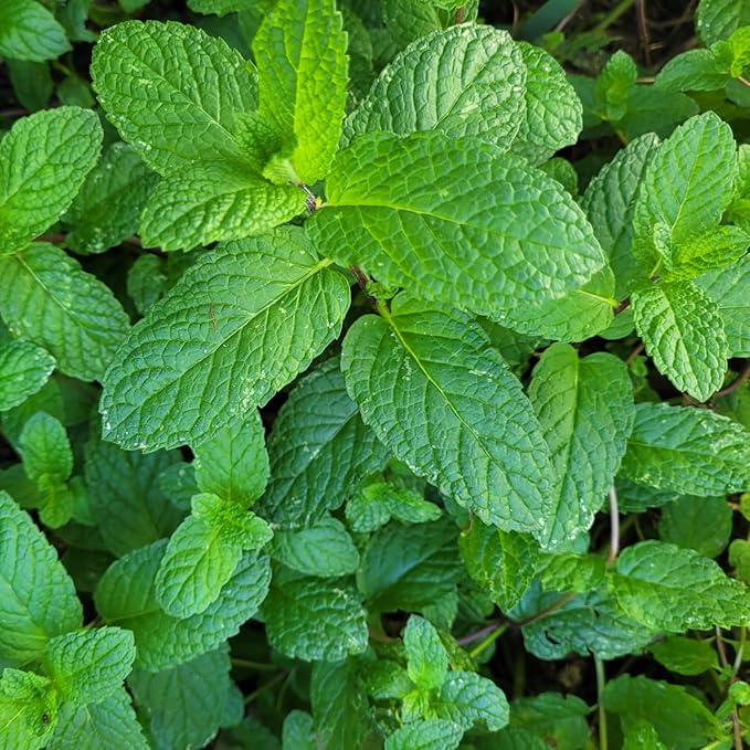 Generic Lemon Mint plants. Live, Fragrant, Fresh, Edible. Easy Grow. Indoor/Outdoor. (2 lemon mint cups)