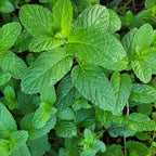 Generic Lemon Mint plants. Live, Fragrant, Fresh, Edible. Easy Grow. Indoor/Outdoor. (2 lemon mint cups)