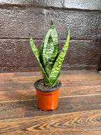 PLANTVERS Sansevieria Zeylanica Snake Plant in a 3 Inch Nursery Pot - Live Green Snake Plant - Mother-in-Law Tongue - Low Light Houseplant - Air Purifier Indoor Plant - Office Plant