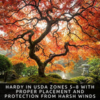 3-Pack Japanese Red Maple Seedlings (12-18" Tall) – Dormant Bare Root Trees – Vibrant Ornamental Landscape Starter Trees