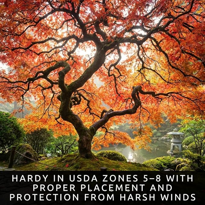2-Pack Live Red Japanese Maple Tree Starts – Acer Palmatum Seedlings – Ornamental Landscape Trees – Vibrant Spring Color – Easy to Grow Starter Plants