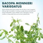 SubstrateSource Live Aquarium Stem Plants - Freshwater Aquatic Plant for Fish Tanks, Aquascaping - (Bacopa Monnieri Variegatus, 1 Bunch)