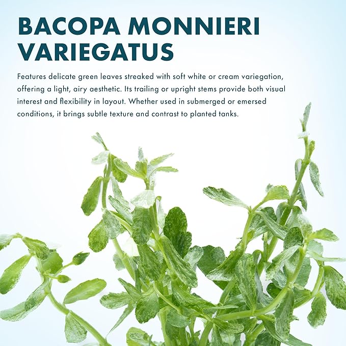 SubstrateSource Live Aquarium Stem Plants - Freshwater Aquatic Plant for Fish Tanks, Aquascaping - (Bacopa Monnieri Variegatus, 1 Bunch)
