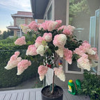 50 Pink and White Hydrangea Seeds – Cone Bloom Variety for Garden Borders and Landscape Beauty