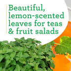 Bonnie Plants Lemon Balm, Live Plants, with Miracle-Gro Pour & Feed Singles Ready-to-Use Plant Food, 4-Pack, Fragrant, Easy-to-Grow, and Great for Container Gardens, 19.3 oz.