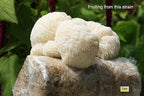 Root Mushroom Farm-Mushroom Liquid Cultures/Lion's Mane(Hericium erinaceus)