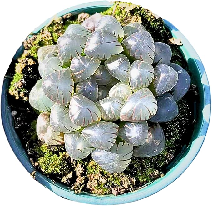 Rare Haworthia Cooperi OB1 - Succulent Plants - Unique Varieties | Live Indoor Plants | Low-Maintenance | Great for Collectors, Home, Office, and Gifts