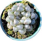 Rare Haworthia Cooperi OB1 - Succulent Plants - Unique Varieties | Live Indoor Plants | Low-Maintenance | Great for Collectors, Home, Office, and Gifts