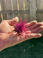 Air Plants - Tillandsia Ionantha - Organically Enhanced Color - Live Arrival Guaranteed - House Plants for Home Decor & Gift (Rose Pink 1pk)