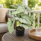 16'' Fake Plant Tall Artificial Caladium Plants Indoor with Black Planter Design, for Home Living Rooms Patios Porches Bathrooms Outdoor Decor (Green)