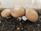 Root Mushroom Farm- Mushroom Liquid Cultures/Portobello(agaricus bisporus)