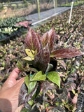 Hoya erythrostemma Hoya Sunrise lacunosa x Hoya Obscura- Rare Hanging Plant with Green & Red Leaves – Tropical Houseplant 4 in Pot