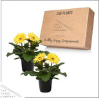 Live Flowering Gerbera Daisies - Yellow (2 Plants Per Pack) - Beautiful Spring Flowers - 12" Tall by 5" Wide in 1 Qt Pot