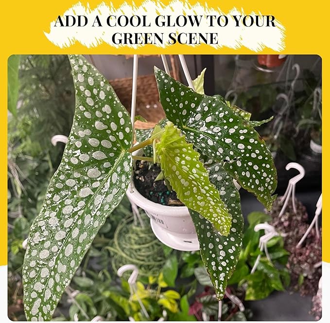 Begonia White Ice Live Plant in 4.5-Inch Hanging Pot - Elegant Tropical Houseplant with Shimmering Silver Leaves - Air Purifying Indoor Plants for Home Office Wedding Decor & Gift (Heat Pack Incuded)