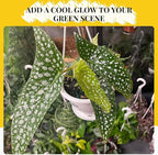 Begonia White Ice Live Plant in 4.5-Inch Hanging Pot - Elegant Tropical Houseplant with Shimmering Silver Leaves - Air Purifying Indoor Plants for Home Office Wedding Decor & Gift (Heat Pack Incuded)