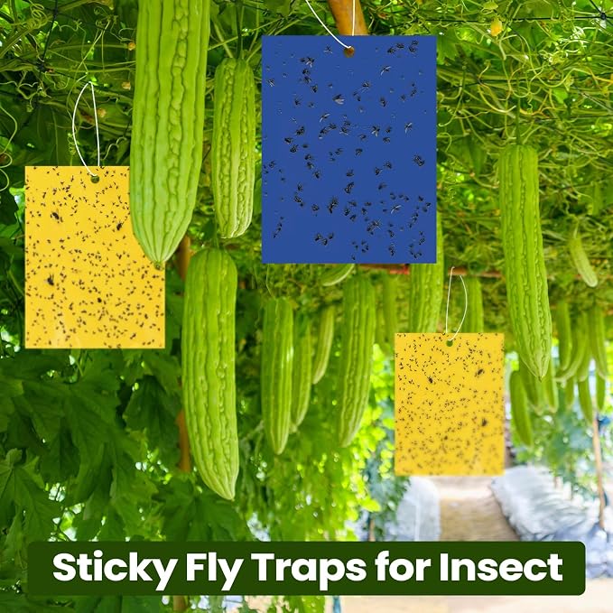 Qualirey 100 Pcs 6 x 8 Inch Sticky Traps for Plant Double Sided Sticky Trap for Gnats with Twist Ties Fly Traps for Fruit Insect Fungus Bugs Indoor Outdoor (Yellow,Blue)