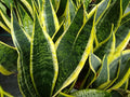 Futura Superba Snake Plant, Live Plant in 3" Grower Pot, Easy Care, Houseplant, Sansevieria, Mother in Low Tongue