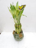 Creative Frogs with 6'' Lucky Bamboo/butterfly Unique Design From Jm Bamboo