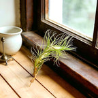 Air Plants Live Tillandsia FUNCKIANA Easy Care Live Air Plants, Natural Succulent Style Houseplants for Indoor & Outdoor Home Garden Décor, Wall & Terrarium Display
