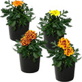 Live Flowering Marigold - Assorted Colors (4 Per Pack), Beautiful Spring Color, 8" Tall by 4" Wide in 1 Pt Pot