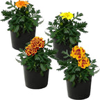 Live Flowering Marigold - Assorted Colors (4 Per Pack), Beautiful Spring Color, 8" Tall by 4" Wide in 1 Pt Pot