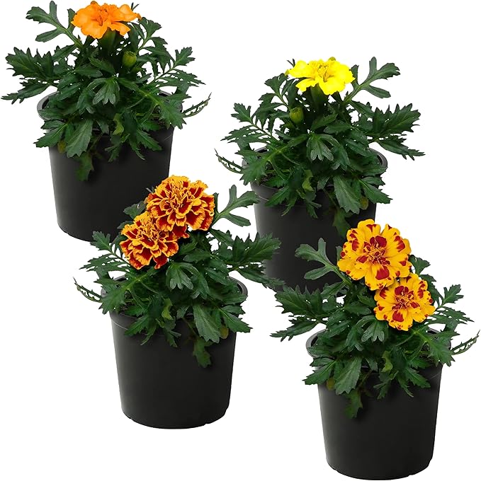 Live Flowering Marigold - Assorted Colors (4 Per Pack), Beautiful Spring Color, 8" Tall by 4" Wide in 1 Pt Pot