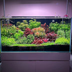Ultum Nature Systems Mini Dwarf Hair Grass Eleocharis Parvulus Tissue Culture Live Plant for Aquarium, Aquascape, Freshwater Fish Tanks - 100% Snail Free in Vitro