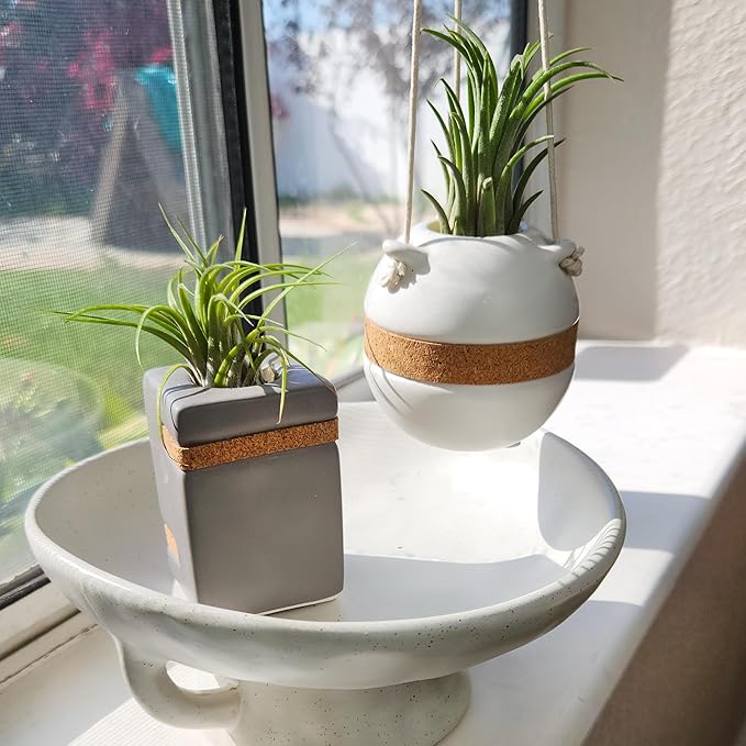 Live Air Plants with Decorative White & Taupe Air Plant Holder Duo (2-pack), Easy Plant Gift, Non-Toxic & Pet Friendly Plants, Air Plants Live Plants in Small Plant Pots, Home Decor by Plants for Pets