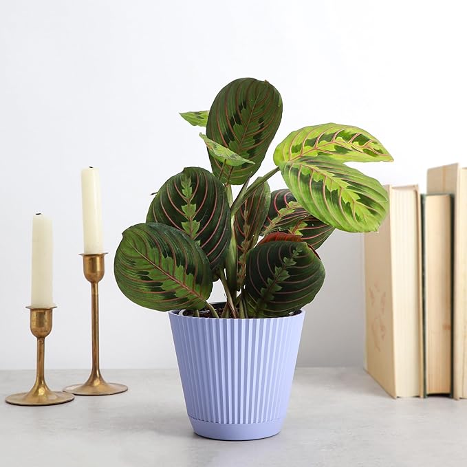 Thorsen's Greenhouse Red Prayer Plant, Live Indoor Plant, Pet Friendly, Popular Houseplant, Red Maranta, Easy to Grow, 4" Diameter Pot (Lavender)