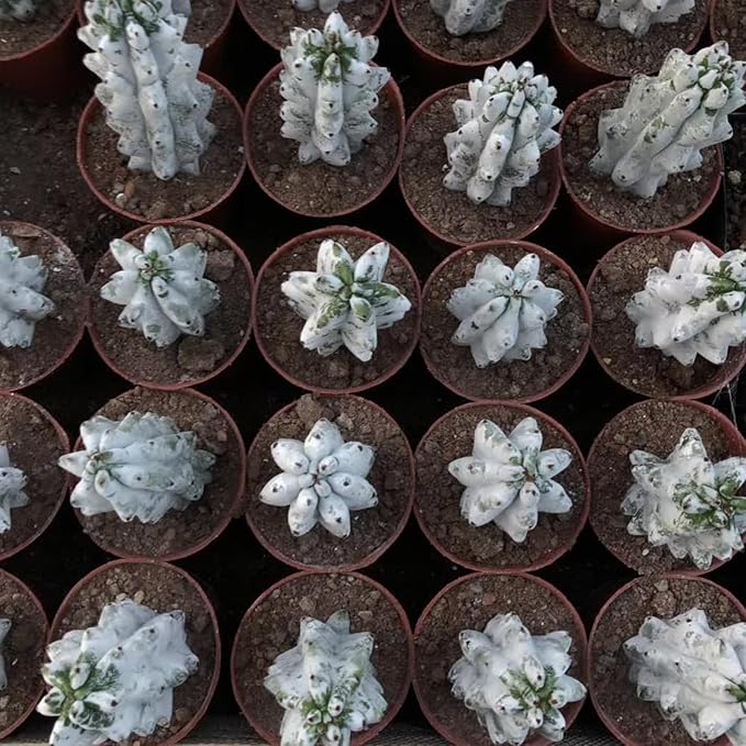 Stenocereus Beneckei Cactus – Rare Live Succulent Plant – 8"-10” Tall – Unique Columnar Cactus for Indoor & Outdoor Decor – Drought-Tolerant, Easy Care Live Plant
