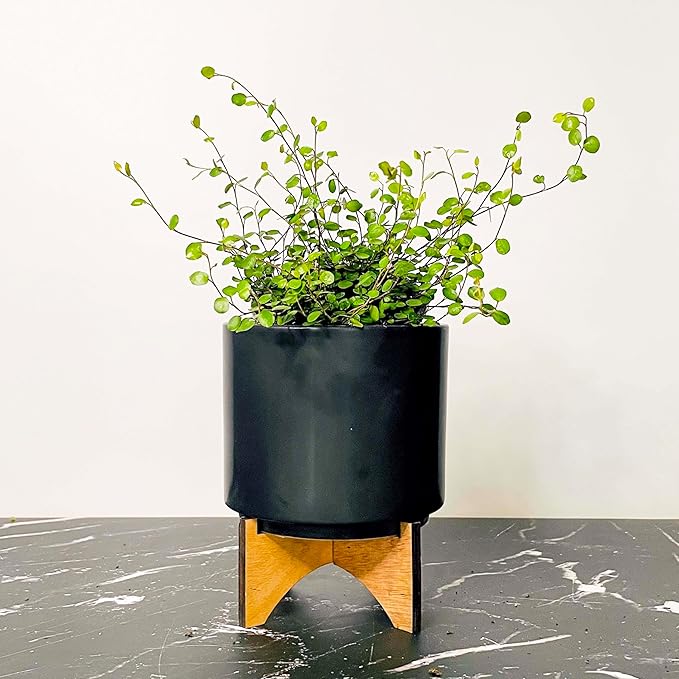 Wire Vine, Large Leaf, Live Plant, 4" Growers Pot