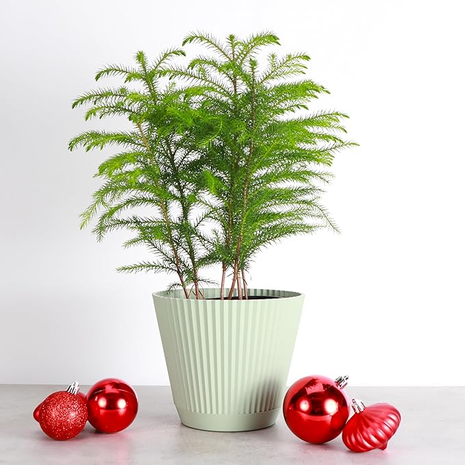 Thorsen's Greenhouse Live Norfolk Island Pine Plant, Christmas Greenery Gift or Decor, Air Purifying Premium Indoor Houseplant, Mature 4" Diameter Pot (Sage, 6-inch Pot)