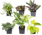 Altman Plants and Easy to Grow Live Indoor Houseplants Bundle (18 Plants)