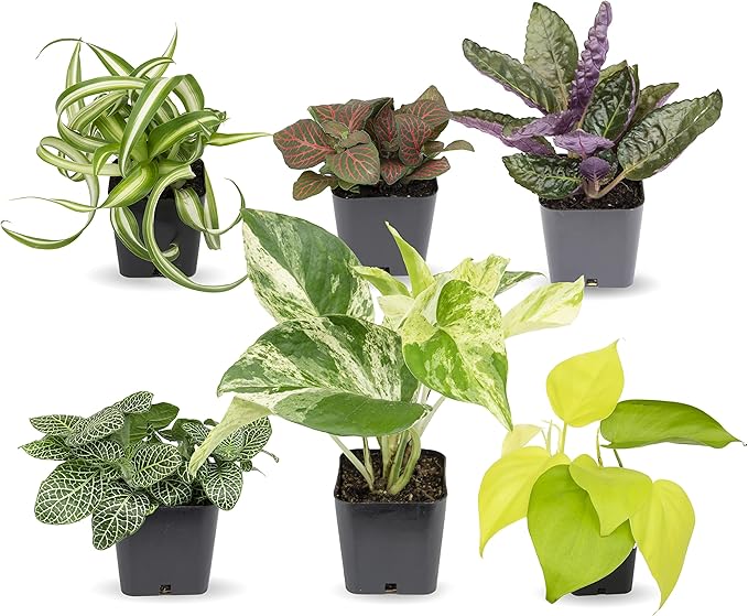 Altman Plants Live Pothos Plants (4PK) and Easy to Grow Houseplants (Pack of 6) Indoor Plants in Containers
