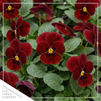 Live Healthy Flowering Pansies - Red Blotch (4 Plants Per Pack), Beautiful Winter Color, 6" Tall by 4" Wide in 1 Pint Square Pot
