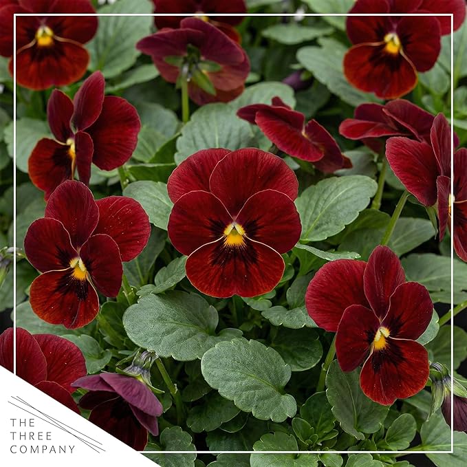 Live Healthy Flowering Pansies - Red Blotch (4 Plants Per Pack), Beautiful Winter Color, 6" Tall by 4" Wide in 1 Pint Square Pot