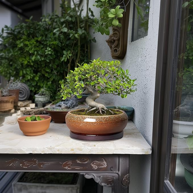 Bonsai Tree Pots - 8 Inch Ceramic Succulent Planter Indoor Outdoor, Bonsai Pots with Drainage Hole and Saucer, Shallow Plant Pots, Round Planters, Kitchen Decor, Gifts for Women, Retro Brown