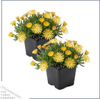 Live Delosperma Ice Plant 2-Pack – Yellow – Drought Tolerant Groundcover Perennial, 6” Tall, 1 Qt Pot
