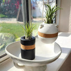 Live Air Plants with Decorative Black & White Air Plant Holder Duo (2-pack), Easy Plant Gift, Non-Toxic & Pet Friendly Plants, Air Plants Live Plants in Small Plant Pots, Home Decor by Plants for Pets