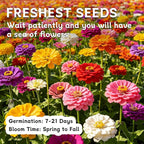LUOJIBIE Zinnia Seeds for 2026, 15,000+ California Giant Zinnia Seeds Bulk, Double Dahlia Zinnia Mixed Color Seeds, Flower Seeds for Planting Outdoor Garden, Non-GMO Heirloom, Easy to Grow