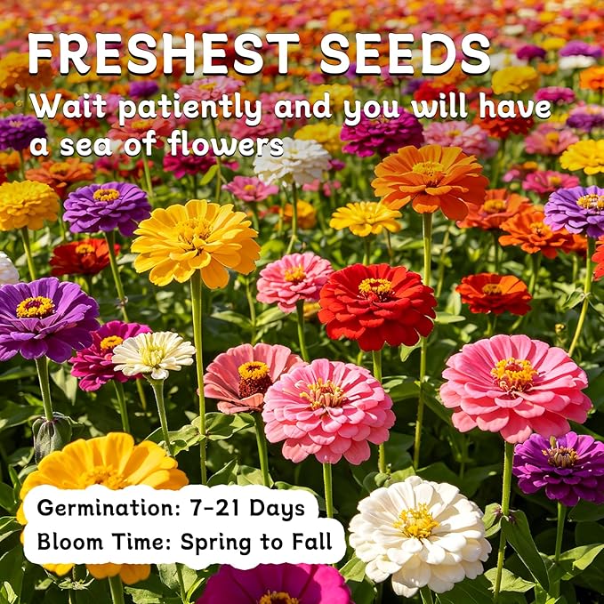 LUOJIBIE Zinnia Seeds for 2026, 6,000+ California Giant Zinnia Seeds Bulk, Double Dahlia Zinnia Mixed Color Seeds, Flower Seeds for Planting Outdoor Garden, Non-GMO Heirloom, Easy to Grow
