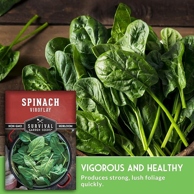 Viroflay Spinach Seeds for Planting – Giant Heirloom Variety with Tender Sweet 10" Leaves – Fast Growing Cold Tolerant Leafy Green – Survival Garden Seeds (1 Pack)