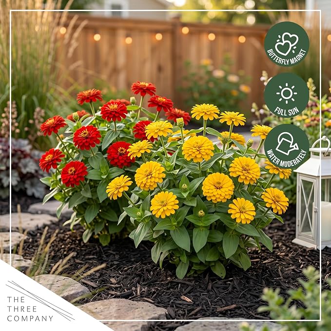 Live Zinnia 2-Pack – Assorted Colors, Flowering Annual, Beautiful Spring and Summer Blooms, 10" Tall by 5" Wide in 1 Qt Pot