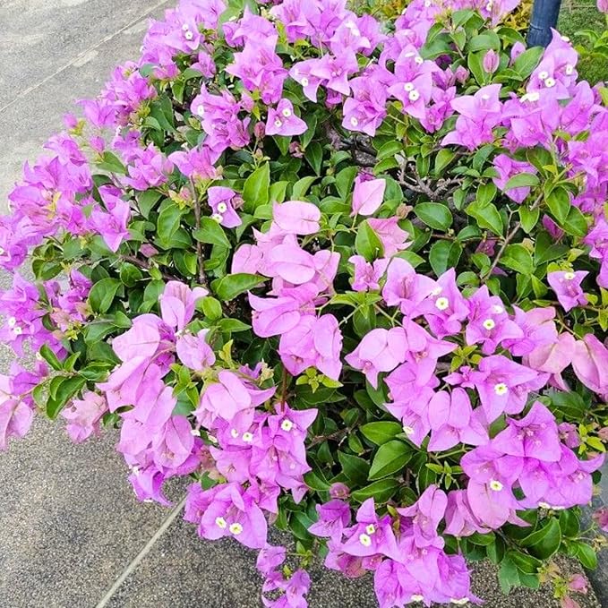 2 Bougainvillea Live Plants, Tropical Bougainvillea Flowering Vine, Fast Growing Outdoor and Container Plant, 4-8'' Tall (Lilac Purple Blooms)