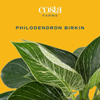 Costa Farms Philodendron Birkin Live Plant in Decorative Pot, Air Purifying Indoor Houseplant, Perfect for Home, Room, or Office Decor, Great House Warming or Birthday Gift, 12-18 Inches Tall