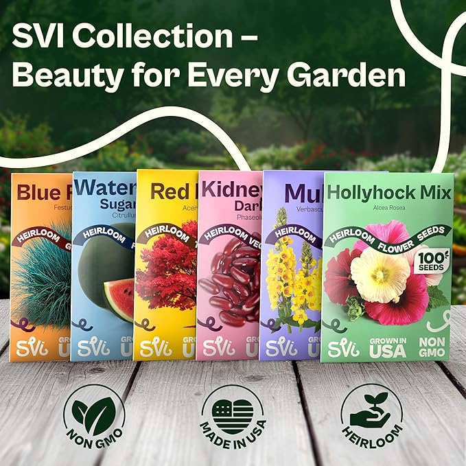 SVI 250 Cape Daisy Seeds (Osteospermum ecklonis) – African Daisy Seed Packets, Heirloom Daisies Flower Seed with Purple Eyes – Long Blooming Annual Cut Flower Seeds Packets, Outdoor Garden, Containers