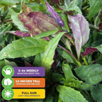 Okinawa Spinach - Gynura crepioides - Wellspring Garden Starter Plant - Easy to Grow Edible Plant - Vegetable Live Plant for Indoor & Outdoor Growing & Planting - Ideal for Home, Backyard (2-Pack)