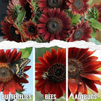 Seed Needs Sunflower Seeds for Planting Red Sun Sunflowers - Heirloom & Open Pollinated Annual Flowering Plants to Grow a Butterfly Garden to Attract Pollinators (2 Packs)