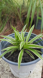 Spider Plant - Chlorophytum Comosum - Bare Rooted - 4"-6" Tall
