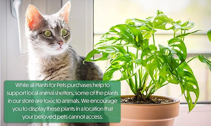 Real Philodendron Plant Variety Pack (Includes 4 Live Plants) in 4.25" Grower Pots, Easy to Grow Air Purifying Philodendrons, Seasonal Surprise Box, Easy & Popular Houseplants by Plants for Pets